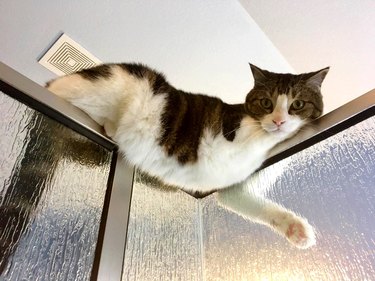 cat laying on top of shower door