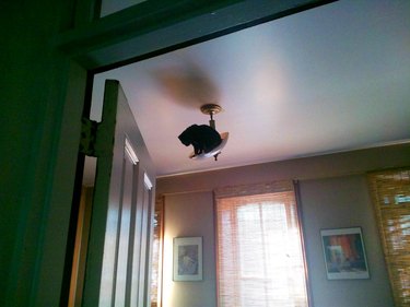 cat climbs up to the ceiling light