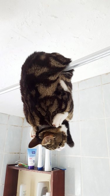 cat hanging upside down from a shower rod