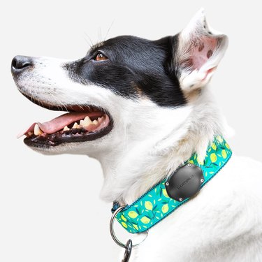 Black and white dog wearing a teal collar with lemons on it with a no-dangle AirTag collar mount on it.