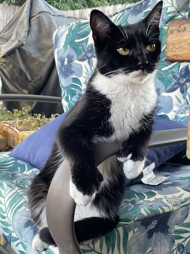 A black and white cat leaning on a chair is skeptical about your story from last night.
