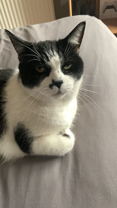 A grumpy tuxedo cat looks unimpressed.