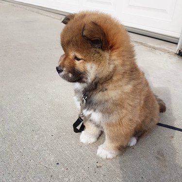 a fluffy shiba puppy looking contemplative.