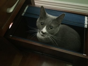 cat found inside an office desk