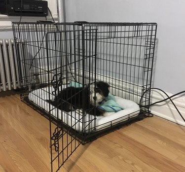 a puppy in its crate with a blue blanket.