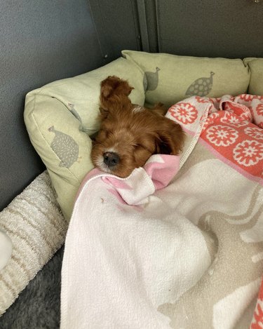 a dog tucked in with a blanket and fast asleep.