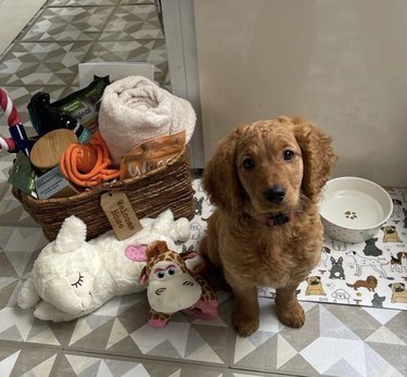 a puppy sitting by its new toys and water bowl.