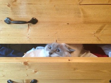 cat has funny expression after jumping in clothes drawer