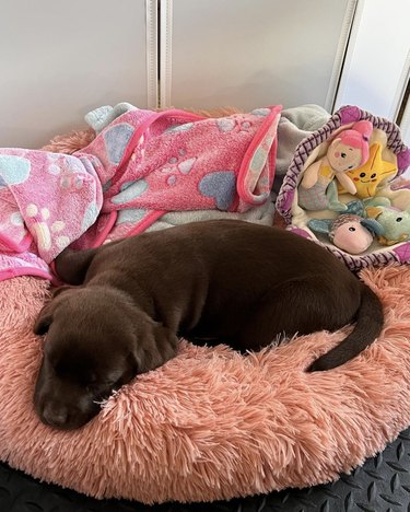 a brown puppy sleeping on a fluffy bed with a blanket and plush toys.