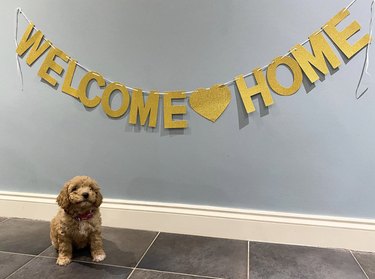a puppy sitting in front of a big WELCOME HOME sign.