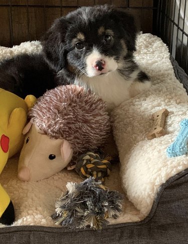 a puppy in its bed with two bones and a bunch of toys.