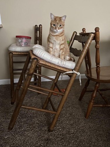 orange cat sitting on tilted chair.