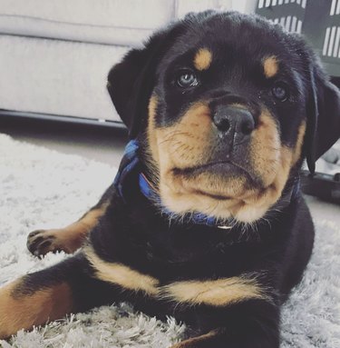 a cute puppy with blue eyes lying on a carpet.