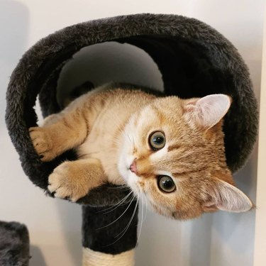 orange cat in tunnel toy on cat tower.