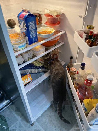 cat breaking into refridgerator