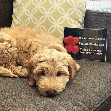 a dog named Archie lying on a couch with a sign saying "Today I met my fur-ever family".