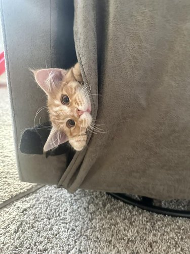 orange cat hiding in couch.