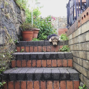 a puppy looking down a flight of stairs.