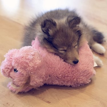 a puppy sleeping on its fluffy toy.