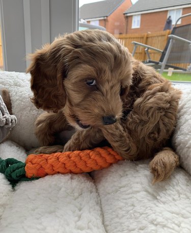 a puppy chewing on its hind leg.