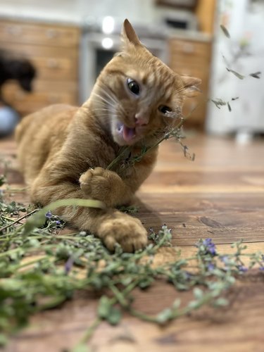 orange cat reacting to fresh cat nip.