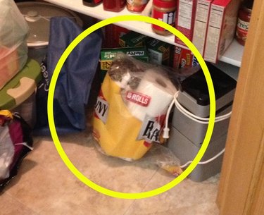 cat hides in bag of paper towels
