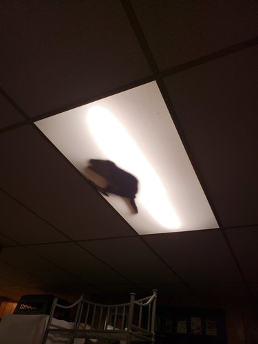 cat climbs up into ceiling panel to sleep under fluorescent light