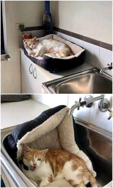 cat drags cat bed into sink