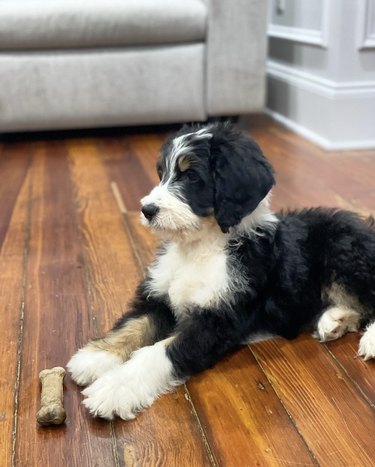 a puppy sitting primly in front of a bone.