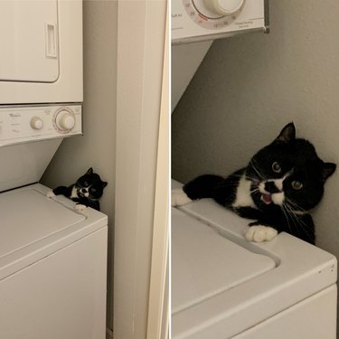 cat stuck behind washing machine
