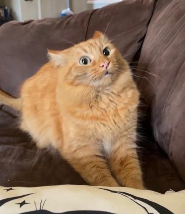 orange cat ready to chase toy.