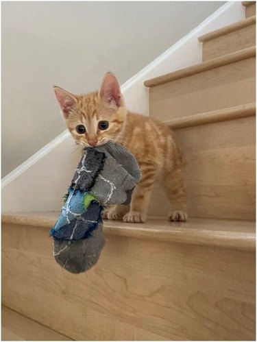 orange kitten on stairs with a sock in their mouth.