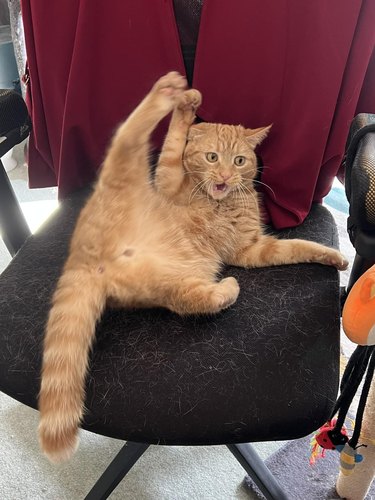 orange cat with paws in the air.