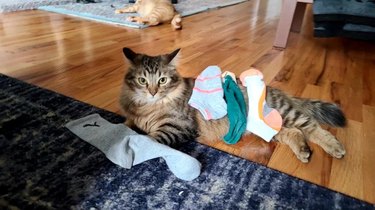 Cat with four different pairs of socks.