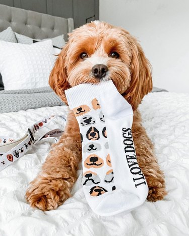 dog holding sock in their mouth that says, "I love dogs".