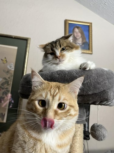 cat judging other cat that has their tongue out.