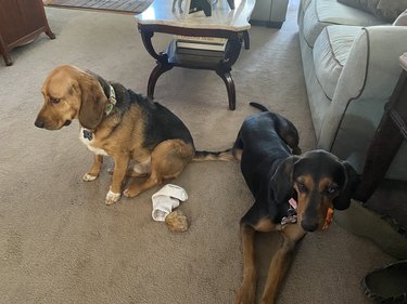 Two dogs looking in opposite directions with a sock on the floor in between them.