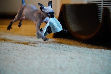 cat dashes off with stolen sock.