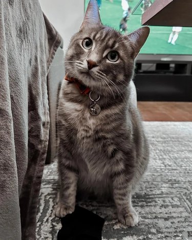 cat proud of stealing sock.