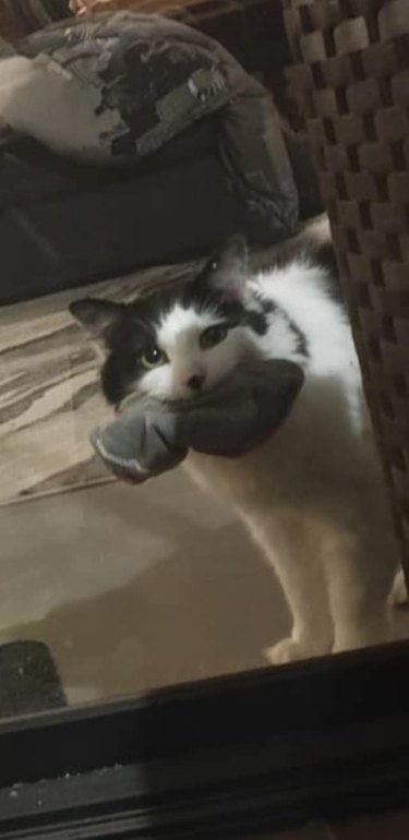 cat caught stealing sock in window.