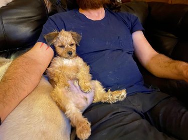 Puppy slumped on couch with human