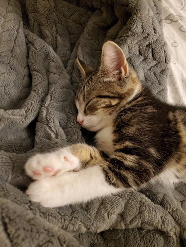 Kitten sleeping on a blanket