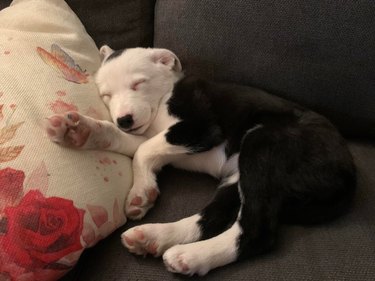 Puppy sleeping on couch