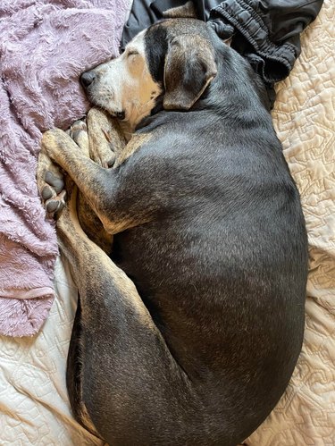 Elderly dog sleeping on a bed