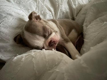 Puppy sleeping on cushioned surface