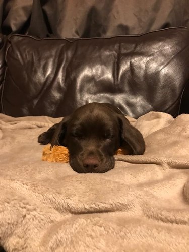 Puppy sleeping on leather couch