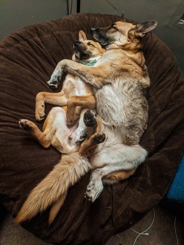 Two dogs sleeping on one dog bed cuddled together