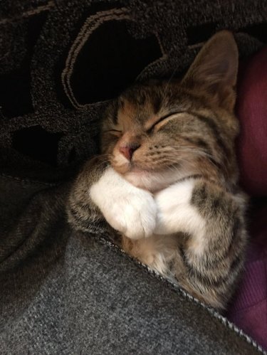 Sleeping kitten partially tucked under blanket
