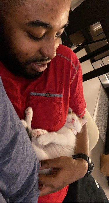 Sleeping kitten cradled in man's arms