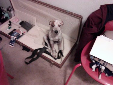 Puppy sitting in open guitar case (without guitar)